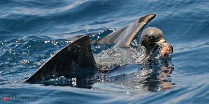 Plastikoz hastalığı nedir