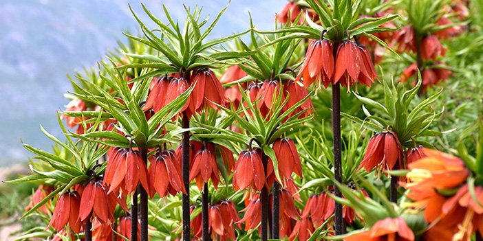 ters laleleri koparanlara ceza