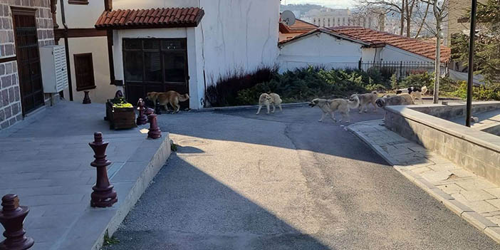 hamamönü başıboş köpek