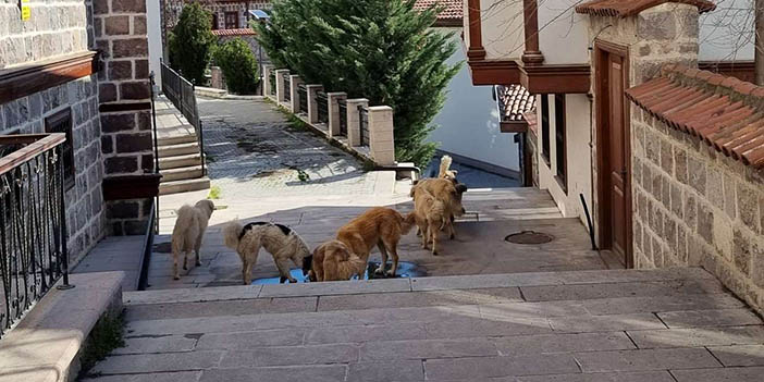 hamamönü köpekler