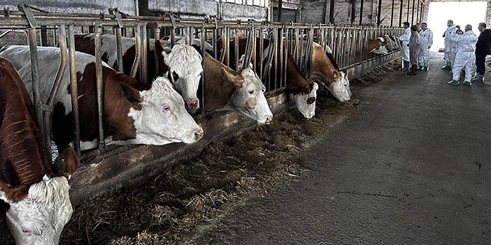 şap salgını insana bulaşır mı