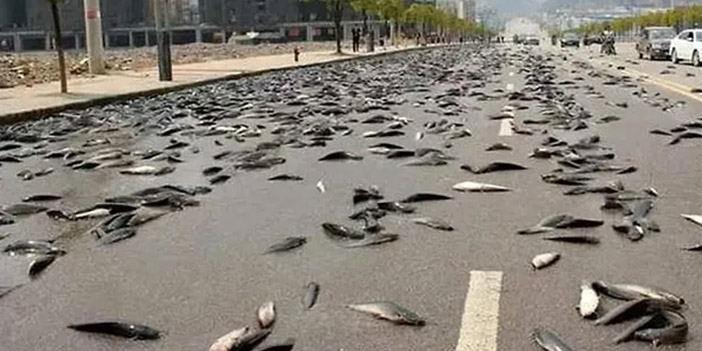 avustralya gökten balık yağdı