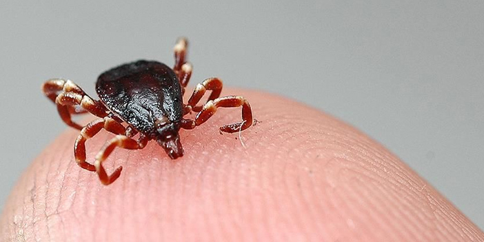 çiftçilere kene uyarısı