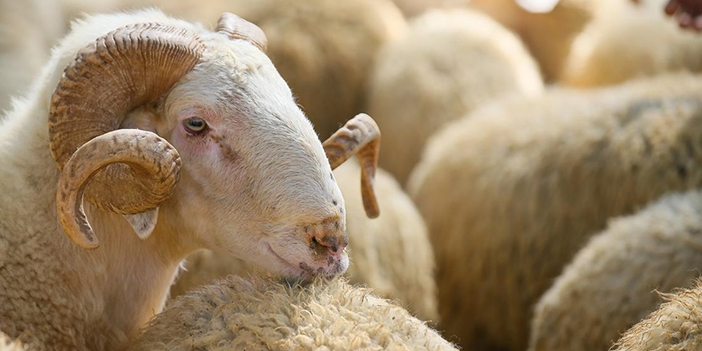 küçükbaş kurbanlıklara talep yoğun