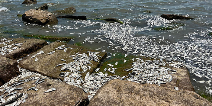 binlerce ölü balık kıyıya vurdu