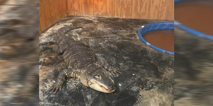 ryan kent'in timsahı