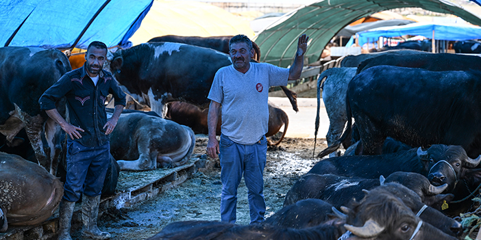 ankara'daki hayvan pazarlarında pazarlık