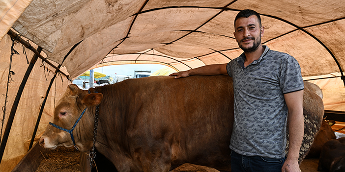 Ankara kurban pazarlarından bir satıcı ineğiyle poz veriyor
