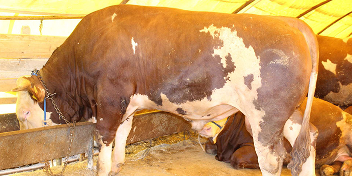 Ankara’nın en büyük üçüncü kurbanlığı Kalender