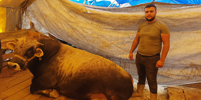 Ankara’nın en büyük dördüncü kurbanlığı Şampiyon