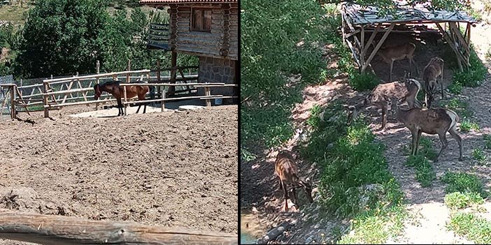 Altınköy'de bulunan hayvanlar