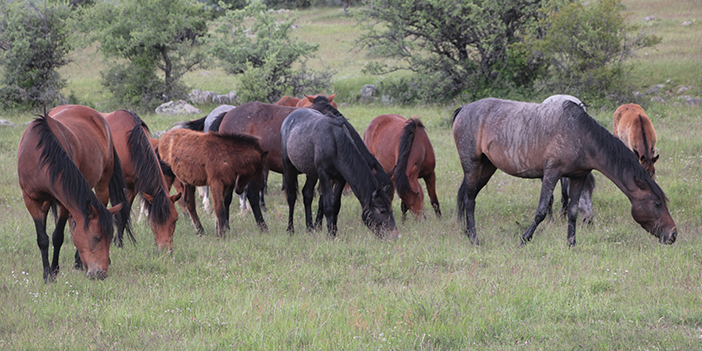 ankara beypazarı yılkı atları