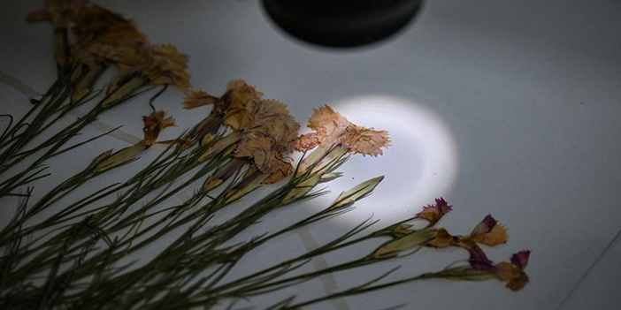 ANK Herbaryumu'ndan bir örnek bitki