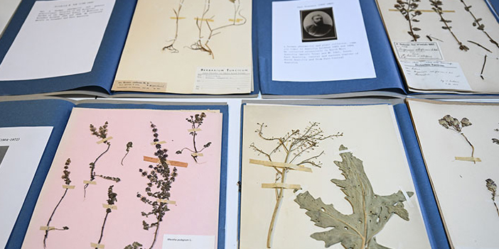 ANK Herbaryumu'ndaki bitki örnekleri
