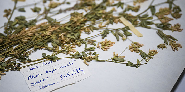 ANK Herbaryumu'ndan tarihli bitki