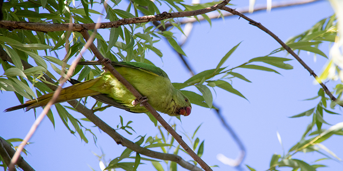 Ankara'nın yeşil papağanları görenleri büyülüyor
