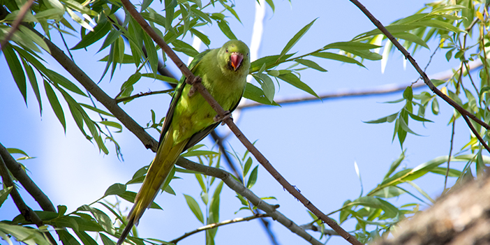 ankaranın yeşil papağanları
