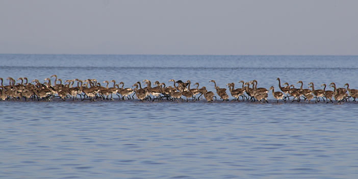 tuz gölü'ndeki flamingolardan bir kare