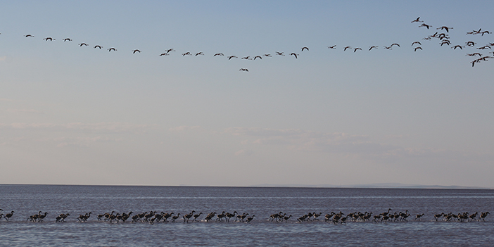 tuz gölü'ndeki flamingolar güzel manzaralar oluşturuyor