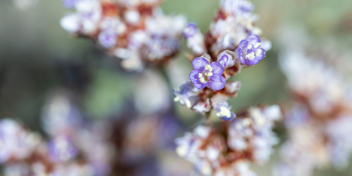 sadece ankara'da temmuz ayında açan Anadolu Yer Kuduz Otu