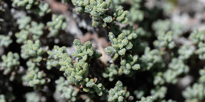 sadece ankara'nın tuz gölü çevresinde bulundan Anadolu Yer Kuduz Otu