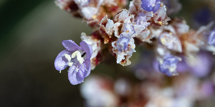 sadece ankara'da bulunan Anadolu Yer Kuduz Otu