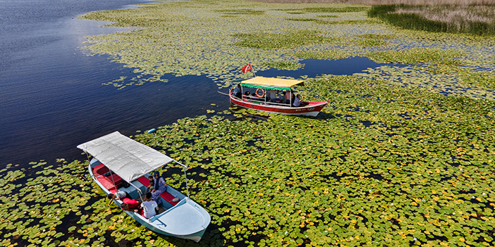 Beyşehir Gölü nilüfer bahçesi teknelerle geziliyor