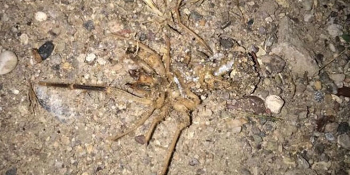 sarıkız örümceği