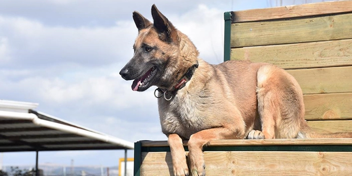 Ankara Büyükşehir ihale ile köpek satın alacak