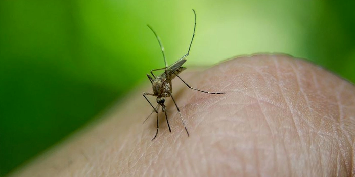 sivrisinek ısırığı kaşıntısı nasıl geçer, ne iyi gelir