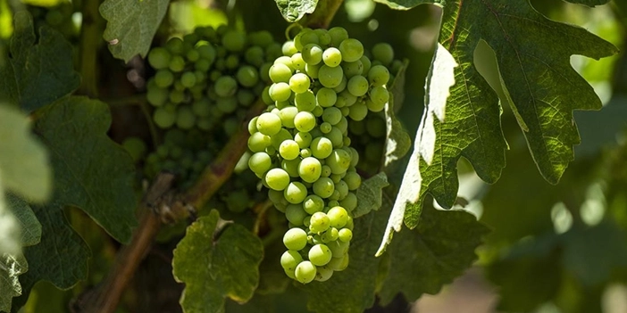 Ankara'daki bu bölüm ilk defa öğrenci alacak