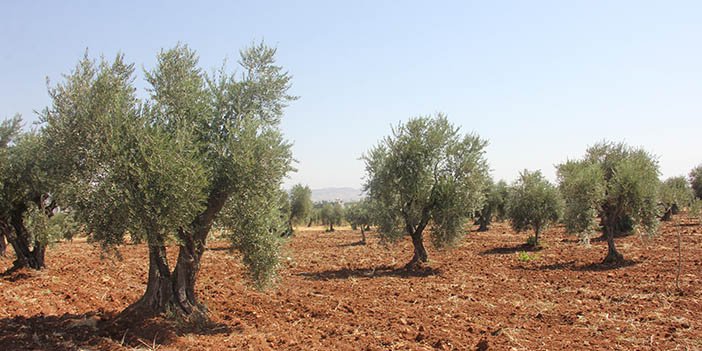 kilis-zeytini-2-001.jpg