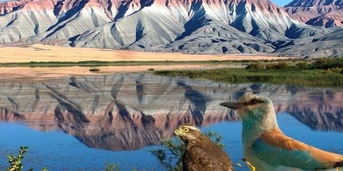 Nallıhan Kuş Cenneti Ankara'nın doğa harikası