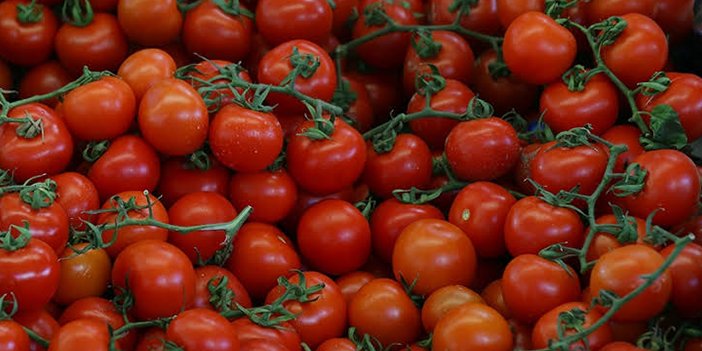 Ayaş domatesi