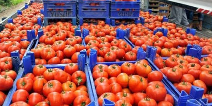 Türkiye'de domates üretimi