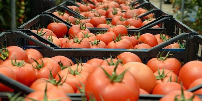 Türkiye domates üretiminde lider