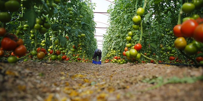 turkiyenin-en-sevdigi-sebzenin-gelecegi-tehlikede.webp