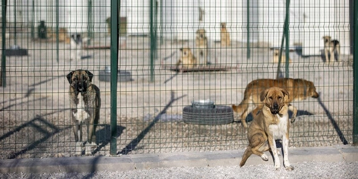 sokak-hayvanlari-ve-barinak-sorunu-3.webp