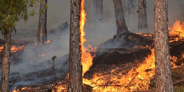 orman-yangini-5-001.jpg