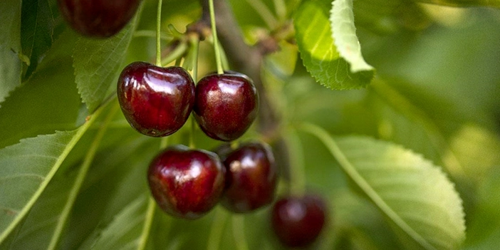 şifa deposu yaz meyvelerinden kiraz