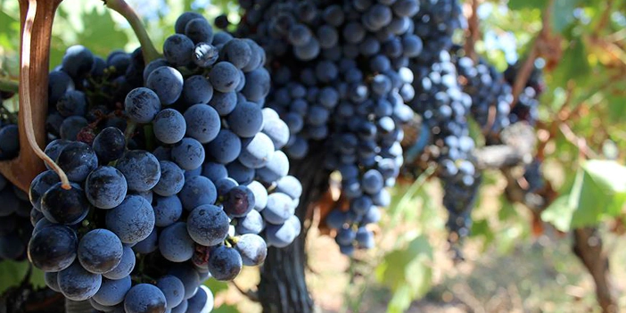 şifa deposu yaz meyvelerinden üzüm