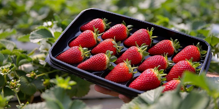 şifa deposu yaz meyvelerinden çilek