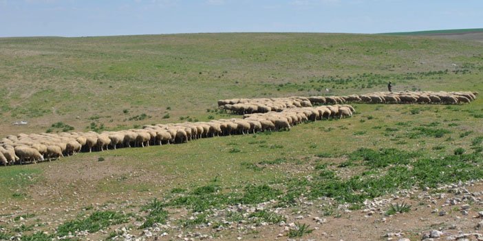 polatli-koyunlari.jpg