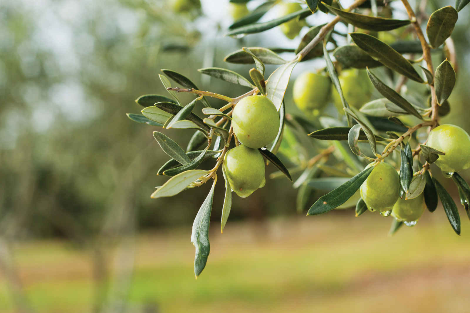 zeytin-agaci-001.jpg