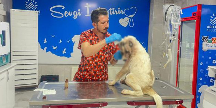 Köpeğini 13 yerinden bıçakladı: Tedavisi süren köpeğe 150 dikiş atıldı