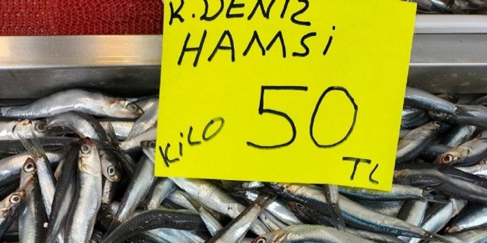 hamsi.jpg