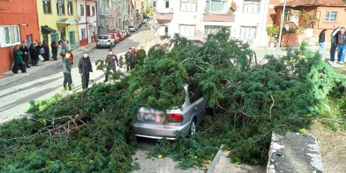 Amasya’yı fırtına vurdu: Ağaç otomobilin üzerine devrildi