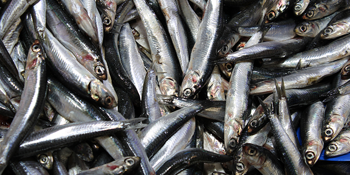 hamsi-1.jpg