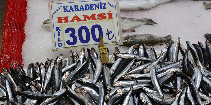 hamsi-2.jpg