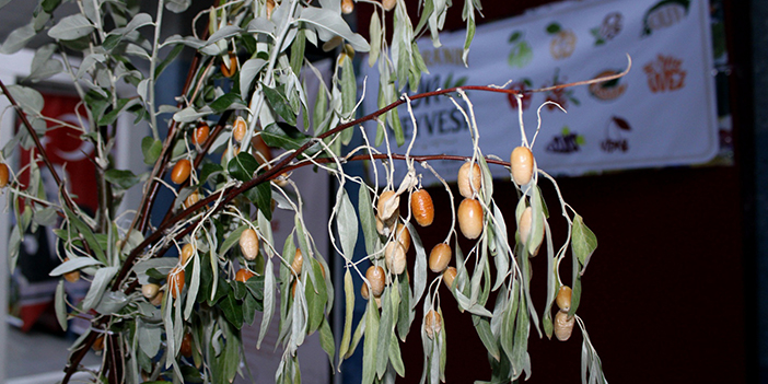 ankaranin-on-meyvesi-1.jpg